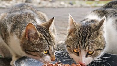 Gatos comiendo
