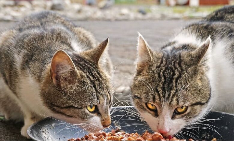 Gatos comiendo