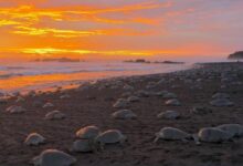 Desove Tortugas en Playa Ostional Costa Rica
