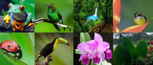 Biodiversidad en Costa Rica
