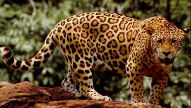 Jaguar en el Parque Nacional Corcovado