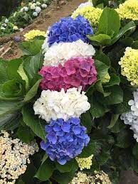 Hortensias con el color de la bandera de Costa Rica