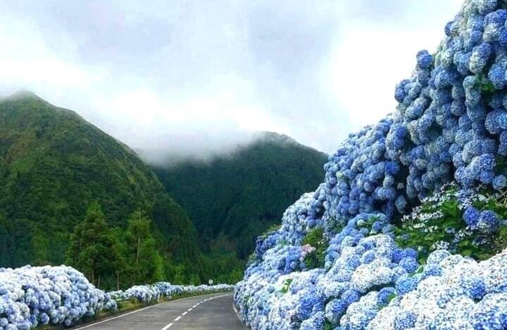 Hortensias en Cartago Costa Rica