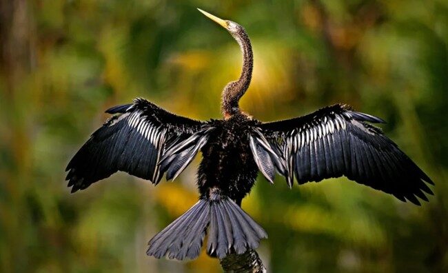 Anhinga Pájaro Serpiente