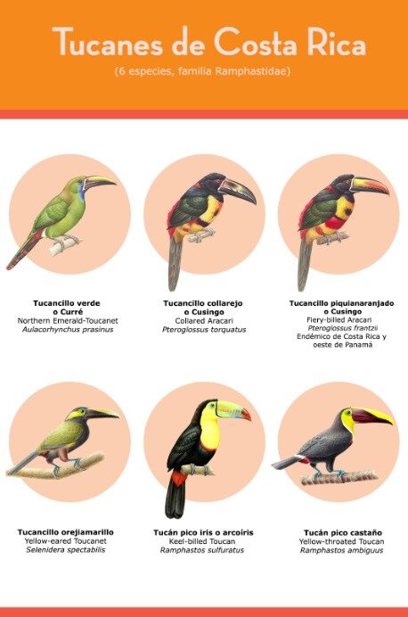 Estas son los 6 tipos de tucanes que existen en Costa Rica