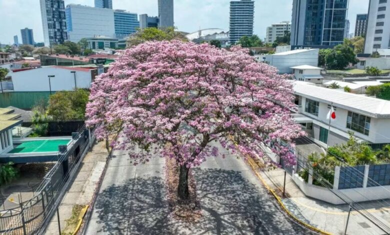 Roble de Sabana San José Costa Rica