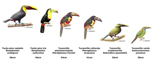 En Costa Rica, el tamaño de las especies de tucanes varía entre los 56 y 30 cm