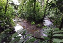 Oasis Reforestación Volcán Arenal