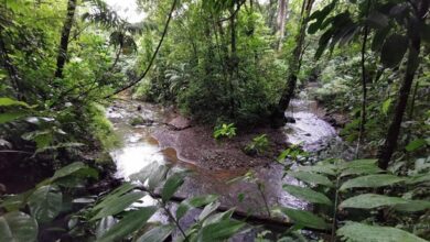 Oasis Reforestación Volcán Arenal
