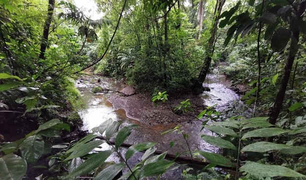 Oasis Reforestación Volcán Arenal