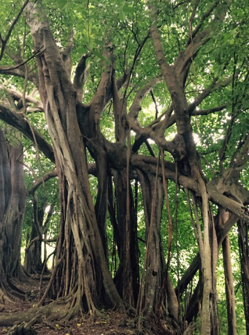 Árbol que camina en Tortuguero Costa Rica