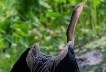 Pájaron Anhinga Costa Rica
