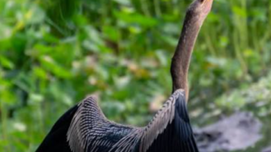 Pájaron Anhinga Costa Rica