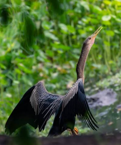 Pájaron Anhinga Costa Rica