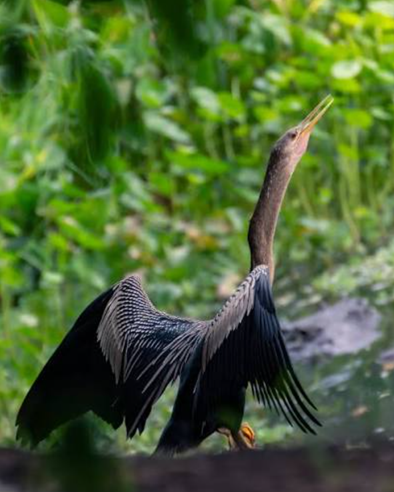 Pájaron Anhinga Costa Rica
