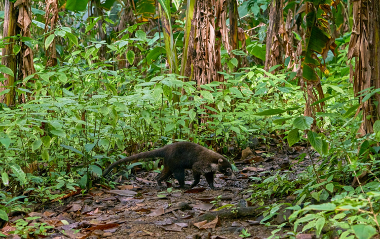 Parque Nacional Corcovado