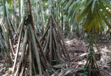 Tortuguero Árbol que camina