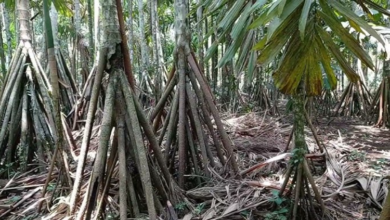 Tortuguero Árbol que camina