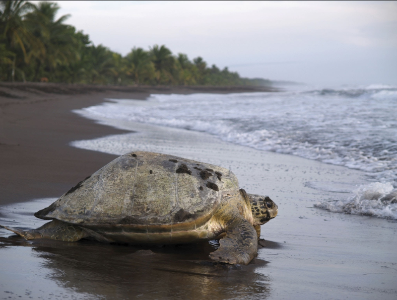 Desove de Tortugas en Tortuguero
