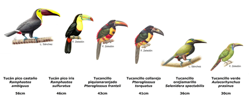 Tucanes en Costa Rica, los 6 tipos