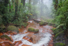 Aguas Termales Parque Nacional Braulio Carrillo