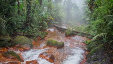 Aguas Termales Parque Nacional Braulio Carrillo