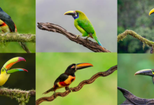 Tucanes en Costa Rica