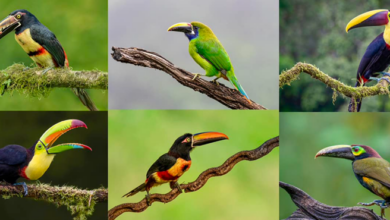 Tucanes en Costa Rica