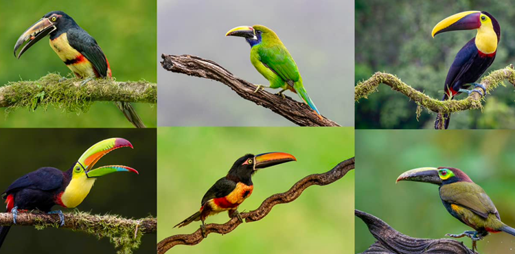 Tucanes en Costa Rica